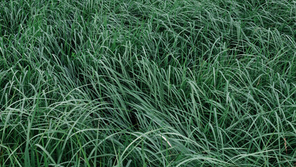 Natural green grass background, side view. Texture of green grass from the field. Fresh summer green grass. Natural grass background.