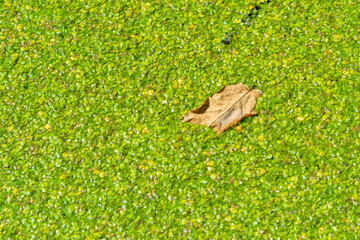 Floating leaf in a pond overgrown with floating duckweed and Wolffia plants