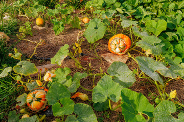 Parcelle de culture de courges et de citrouilles en permaculture biologique