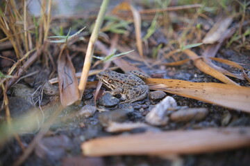 frog on the ground