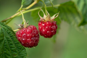 Ripe raspberries on the branches. Close up view.