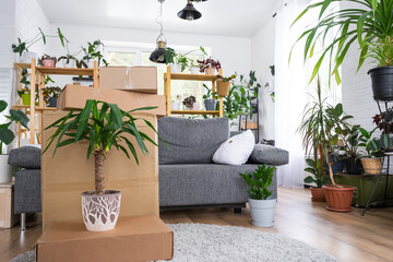 Boxes with things for moving and house plants are in the room of the new house. Housewarming, family property, cargo transportation and delivery of things