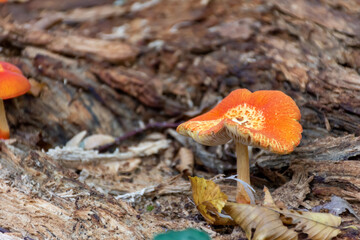 Orange mushroom in the forest is dangerous to health