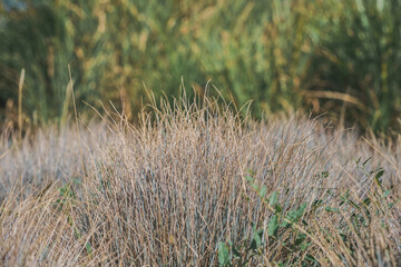 Close-up of dry decorative grass in an abandoned park, decoration of urban spaces