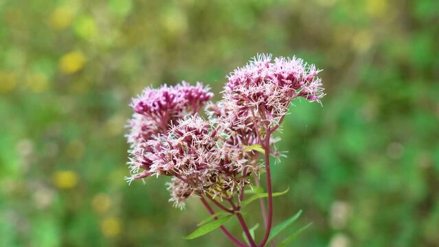 Blossoming wild hemp agrimony (Eupatorium cannabinum) pink flower close up in wildlife