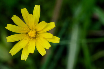 Żółty kwiat na tle zielonej trawy.