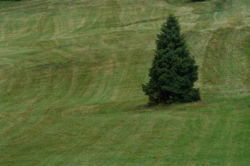 Krajobraz z zielonym polem i samotnym drzewem
