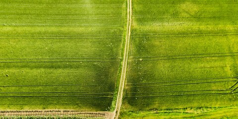 Drone view ultra wide angle down on green young wheat in spring with dirt roads