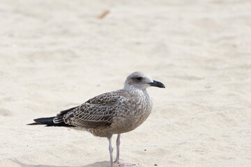 seagull on the beach