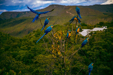 Arara da chapada do veadeiros  © Diego