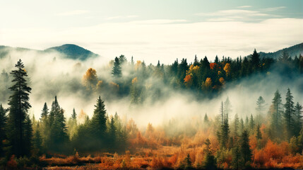Beautiful misty dawn in the autumn in autumn forest