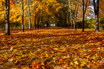 Alley of maple trees in autumn
