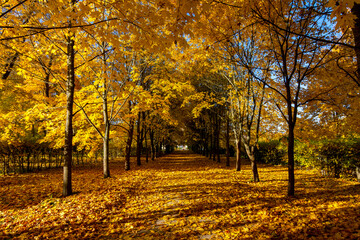 Alley of maple trees in autumn