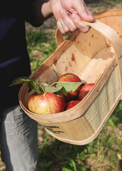 Apple Picking in Field with Basket