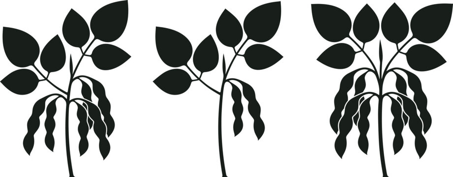 Soybean logo. Isolated soybean on white background