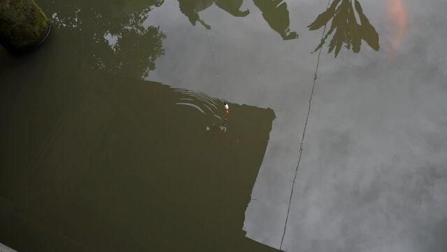 fishing in the pond, got small catfish