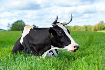 A black and white cow rests on a summer day lying in a grazing field