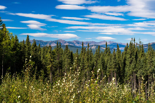 Forest of Northwest Territories in Summer