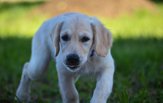 Dexter, the new member of the family, Golden Retriever puppy