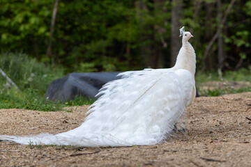 white peacock 