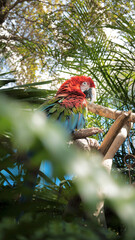 Macaw in Forest