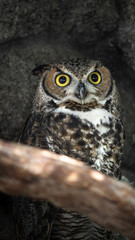 great horned owl