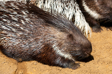 Porcupine als Porky (in german Stachelschwein) Hystricidae