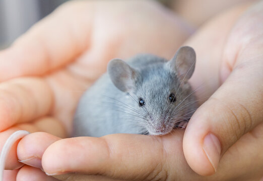 Small gray domestic mouse sits on a person's hand. Contact and interaction between humans and animals. Caring for pets. Fancy mouse, decorative mouse