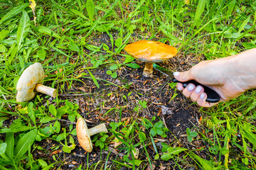 woman picking mushrooms in the forest cutting them with a knife.