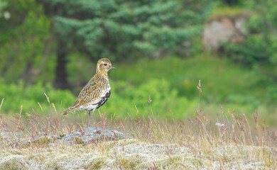 European golden plover (Pluvialis apricaria) near the fishing village of Djúpivogur  Austurland, eastern Iceland