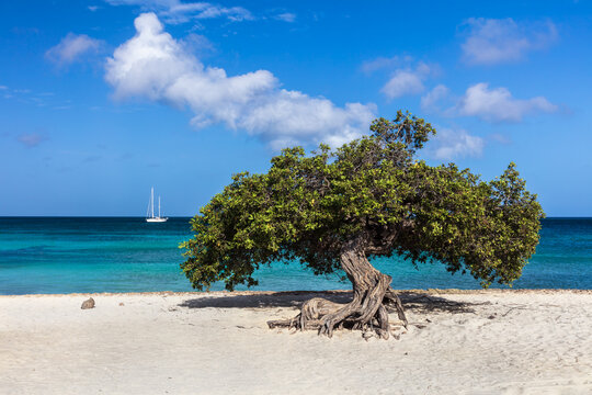 Famous Fofoti tree (Conocarpus erectus) on Eagle Beach in Aruba. Vivid blue and emerald green ocean with sailboat in background. Blue cloudy sky above. 
