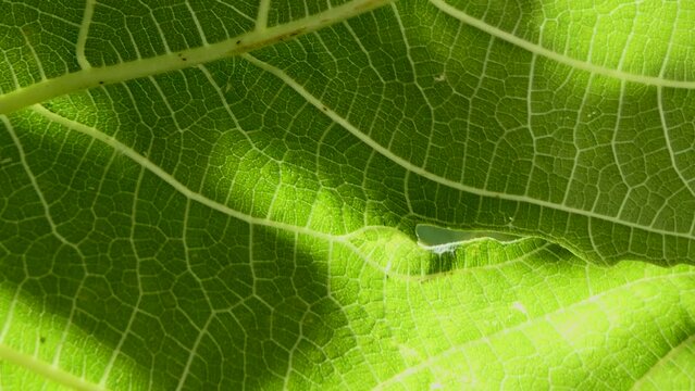 Close-up of green fig leaf. greenery natural background.4k video capture