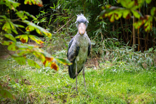 A shoebill stands in the grass
