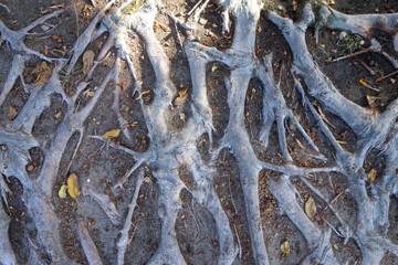 Moreton Bay Fig Aerial Surface Roots, San Diego, California