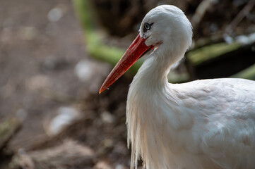 White Stork (Ciconia ciconia) in the forest