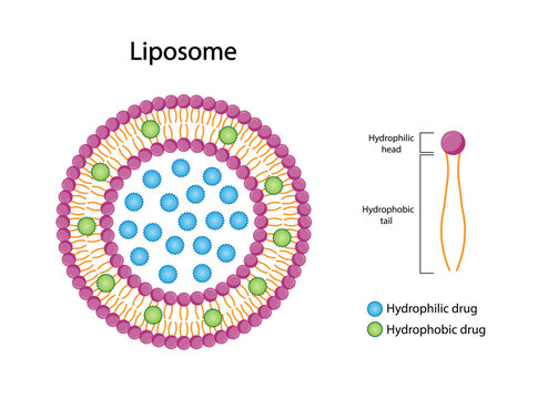 Liposome, with hydrophilic and hydrophobic loads. Phospholipids, Drug encapsulation. Vector illustration.