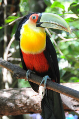 Toucan at Parque das Aves in Foz do Iguacu, Brazil sitting on a tree