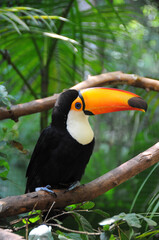 toucan at Parque das Aves in Foz do Iguacu, Brazil sitting on a tree