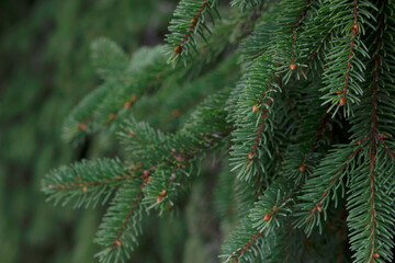 close up of a fir tree fluffy green branches as a natural christmas background