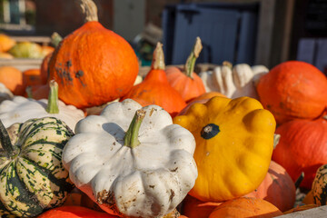 A pile of colourful pumpkins and squashes