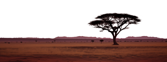 tree in the Savannah. isolated transparent PNG file. Botswana, and South Africa. 
