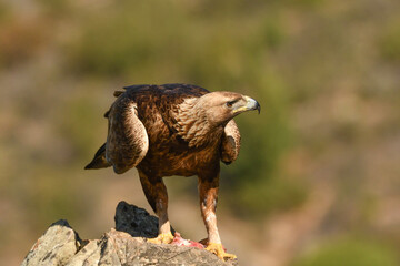 Steinadler