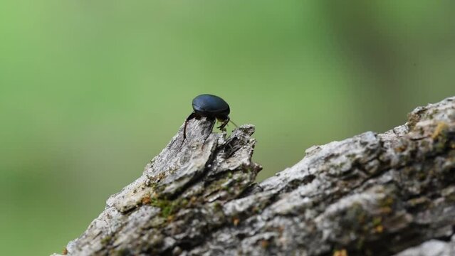 Macro video of mealworm beetle (tenebrio molitor) climbing a tree trunk in bug close-up footage 