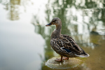 Mallard or wild duck Anas platyrhynchos female stands on a stone in a local lake. Beautiful waterfowl. Close up