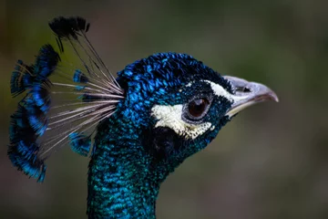 Fototapeten close up of peacock © karol