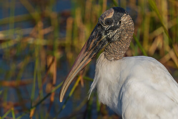 Close view of Wood Stork head and neck in evening light