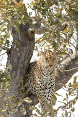 A view of leopard on a tree