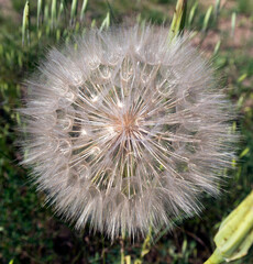 A close up picture of dandelion
