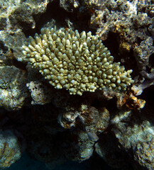 View of colorful corals in reef