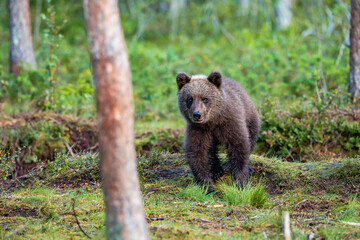 brown bear in the forest